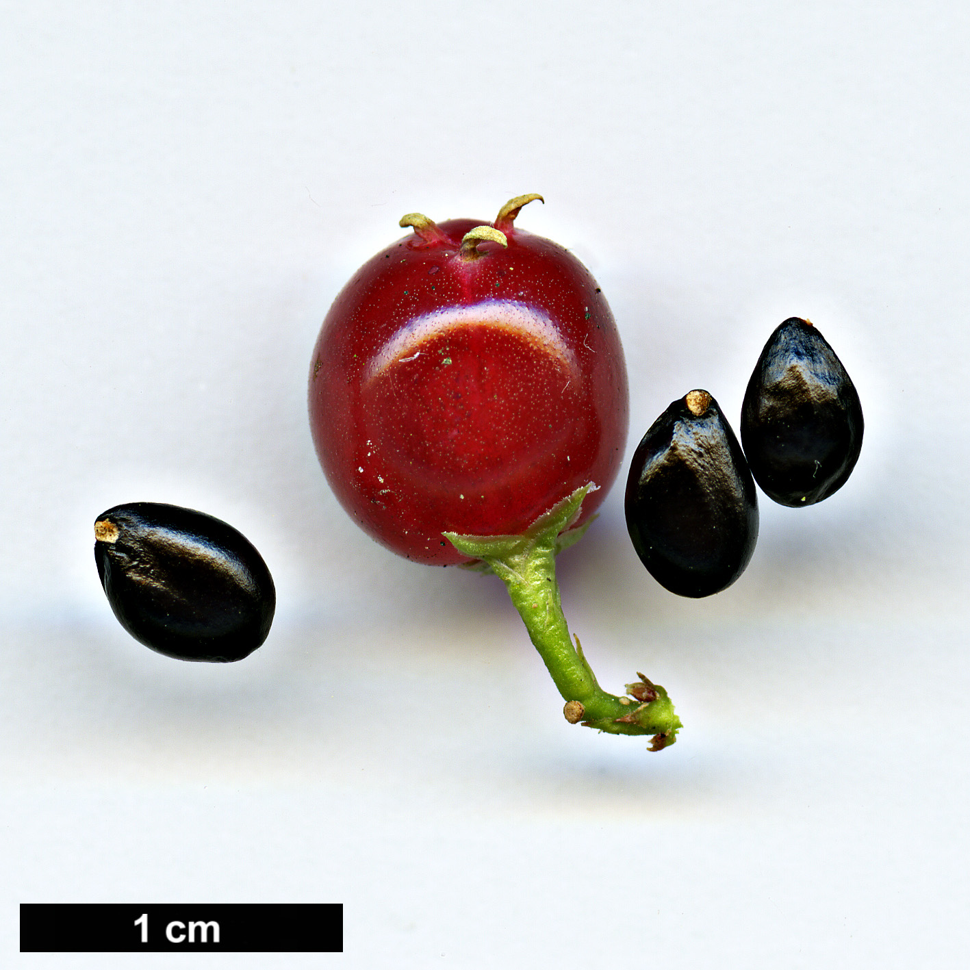 High resolution image: Family: Buxaceae - Genus: Sarcococca - Taxon: ruscifolia - SpeciesSub: var. chinensis